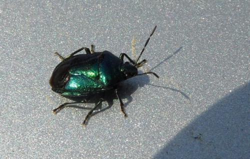 Réf. 252 749 : Zicrona caerulea