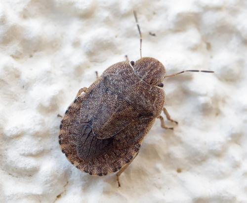 Réf. 252 775 : Sciocoris microphthalmus