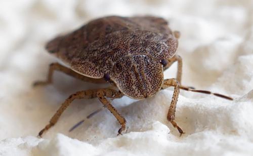 Sciocoris homalonotus