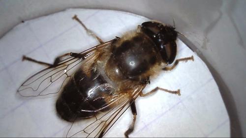 Eristalis pertinax