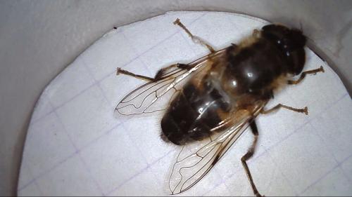 Eristalis pertinax