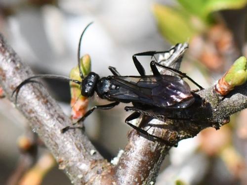 Réf. 252 115 : Priocnemis fallax