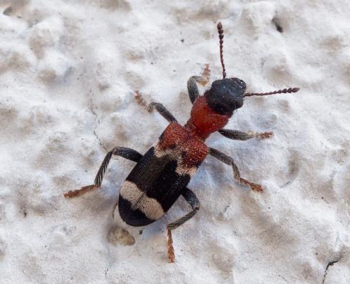 Réf. 252 366 : Thanasimus formicarius