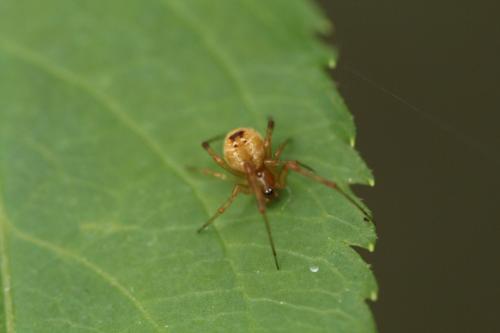 Parasteatoda sp.