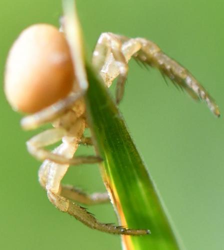 Ozyptila sp.