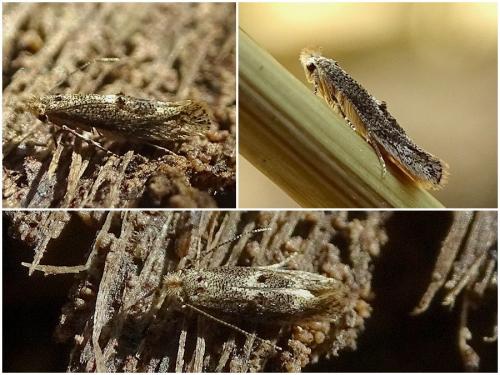 Bucculatrix sp.
