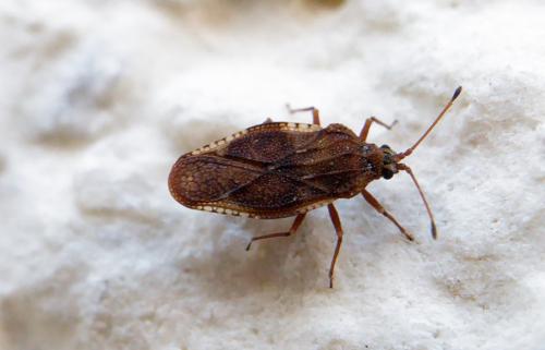Physatocheila dumetorum