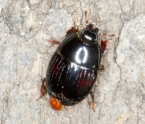 Réf. 252 542 : Atholus duodecimstriatus duodecimstriatus