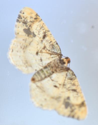 Ligdia adustata