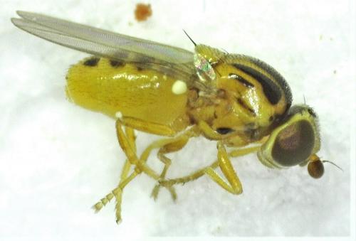 Réf. 252 800 : Thaumatomyia notata