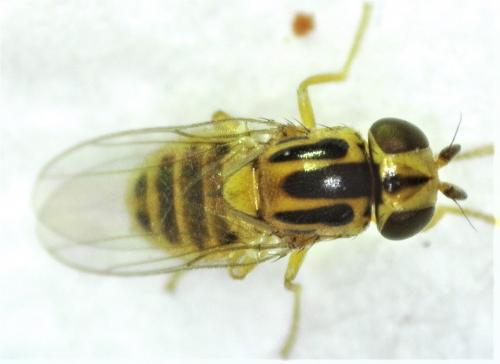 Réf. 252 801 : Thaumatomyia notata