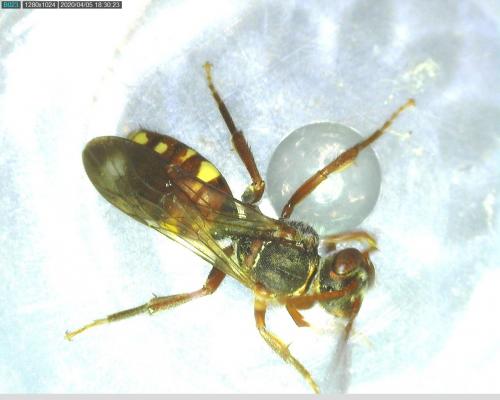 Nomada sp.