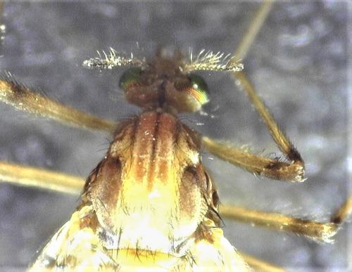 Psectrotanypus varius