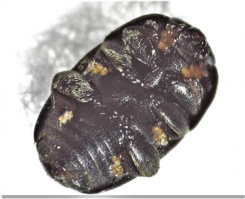 Meligethinae