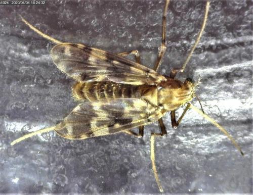 Réf. 252 240 : Psectrotanypus varius