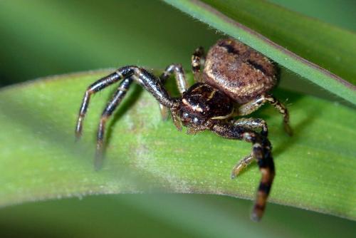 Xysticus sp.