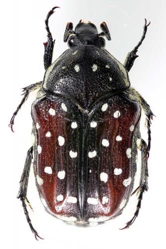 Clinteroides cariosa