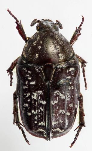 Xeloma leprosa