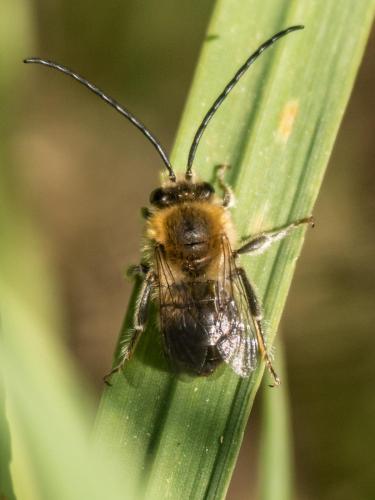 Eucera (longicornis-nigrescens)