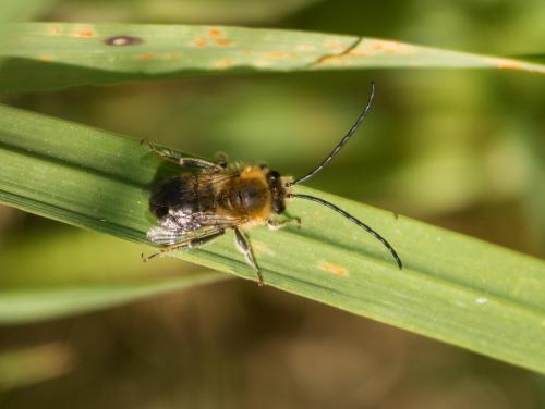 Eucera (longicornis-nigrescens)