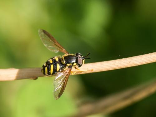 Chrysotoxum intermedium