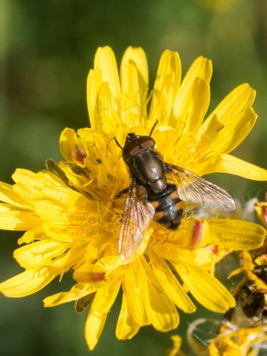 Stomorhina lunata