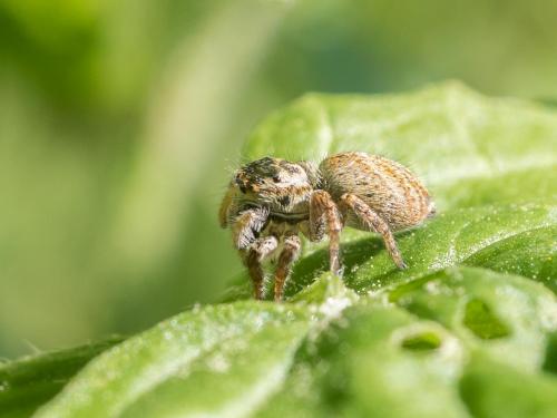Carrhotus xanthogramma