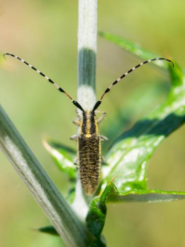 Agapanthia dahli
