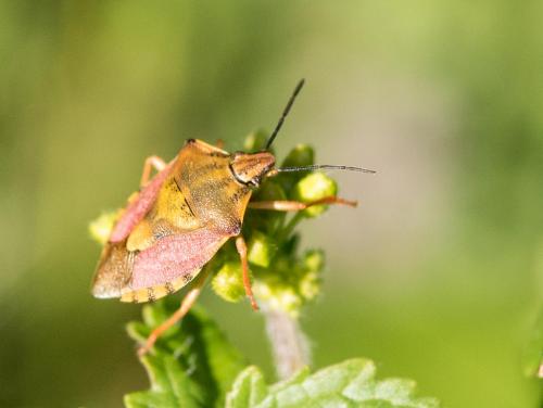 Carpocoris sp.