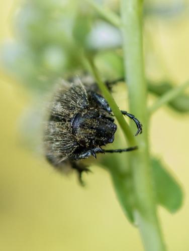 Oxythyrea funesta