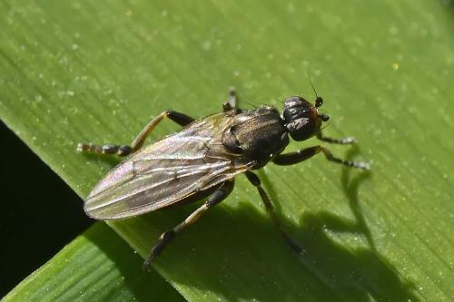 Copromyza equina