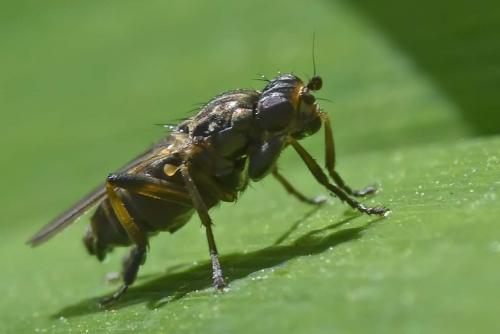 Copromyza equina