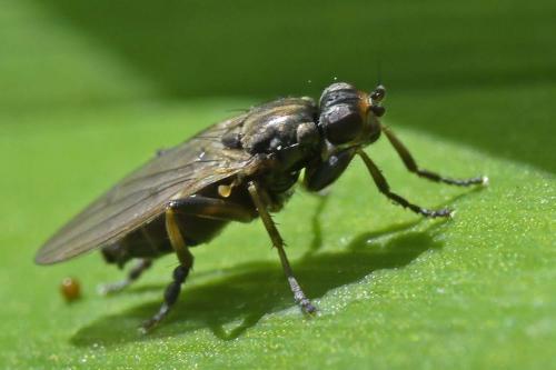 Copromyza equina