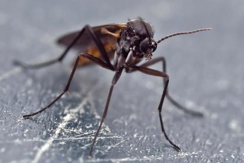 Bradysia sp.