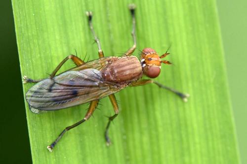 Tetanocera silvatica