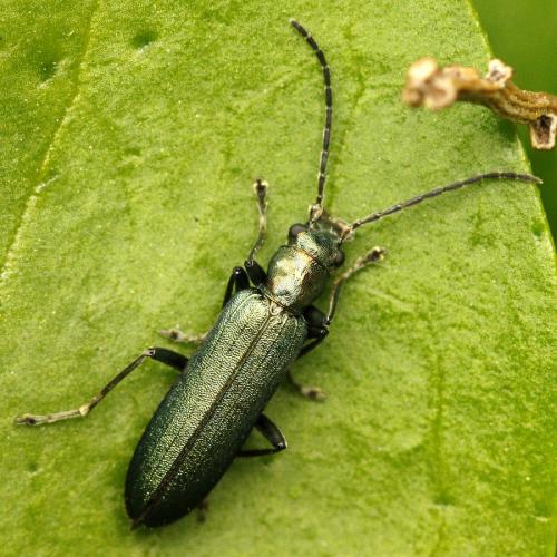 Réf. 252 502 : Ischnomera sp.