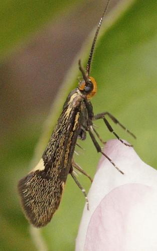 Esperia sulphurella
