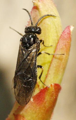 Réf. 252 628 : Ardis sulcata