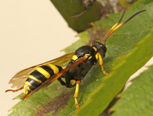 Réf. 252 942 : Ichneumon xanthorius
