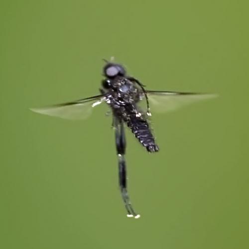 Bibio sp.