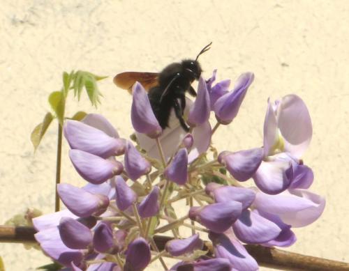 Xylocopa violacea