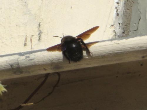 Xylocopa violacea