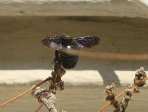 Xylocopa violacea
