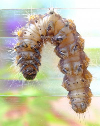 Euplagia quadripunctaria