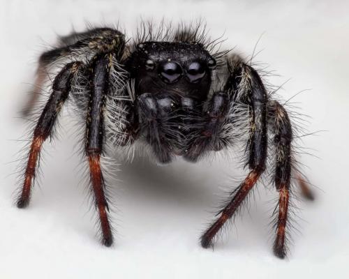 Réf. 252 373 : Carrhotus xanthogramma
