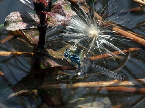 Coenagrion mercuriale