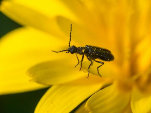 Réf. 252 235 : Dasytinae inconnu