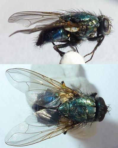 Réf. 252 329 : Eudasyphora cyanella