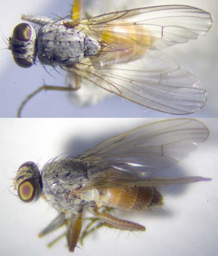 Réf. 252 660 : Lispocephala brachialis