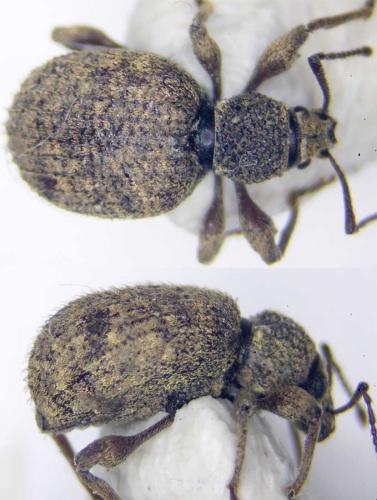 Otiorhynchus crataegi